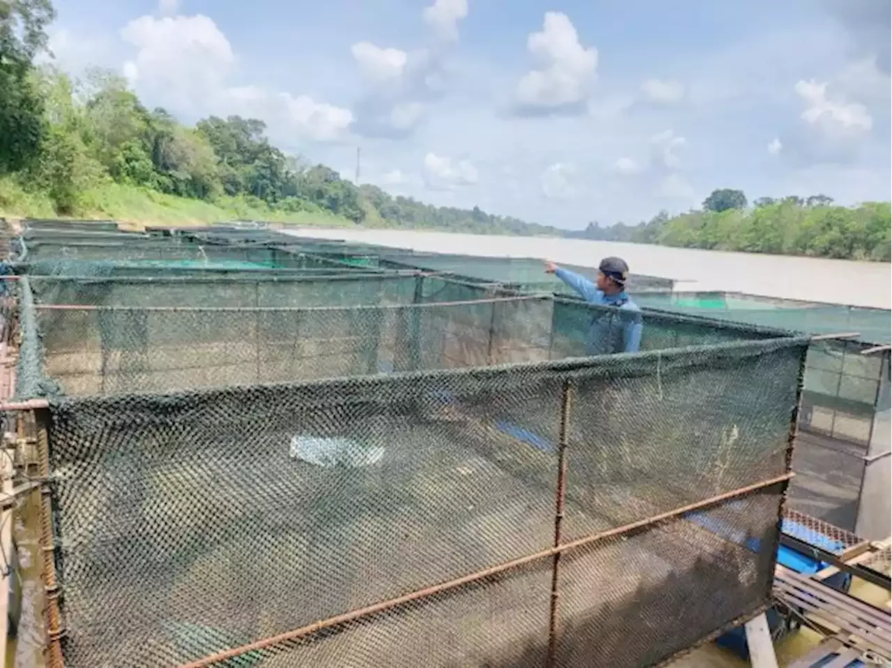 Ternakan Ikan Patin Sangkar Kritikal Malaysia Head Topics