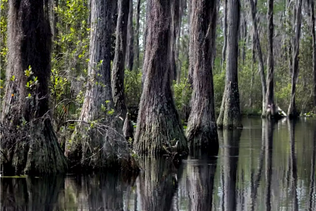 Scientists say mine plan claiming no swamp harm has errors