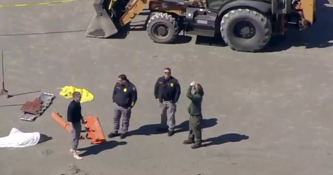 Pod of dolphins die after becoming stranded on New Jersey beach