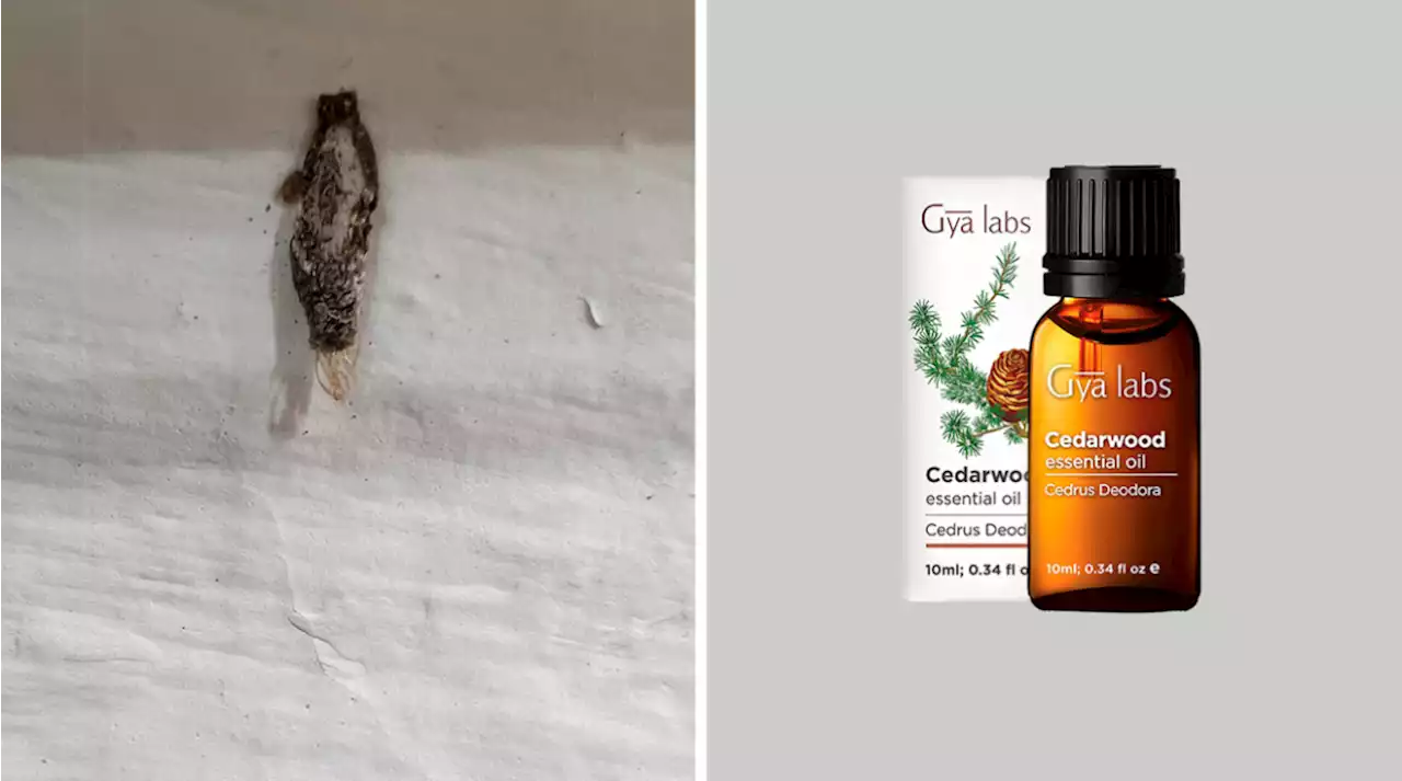 What are plaster bagworms – and how to rid of them from your home in Singapore