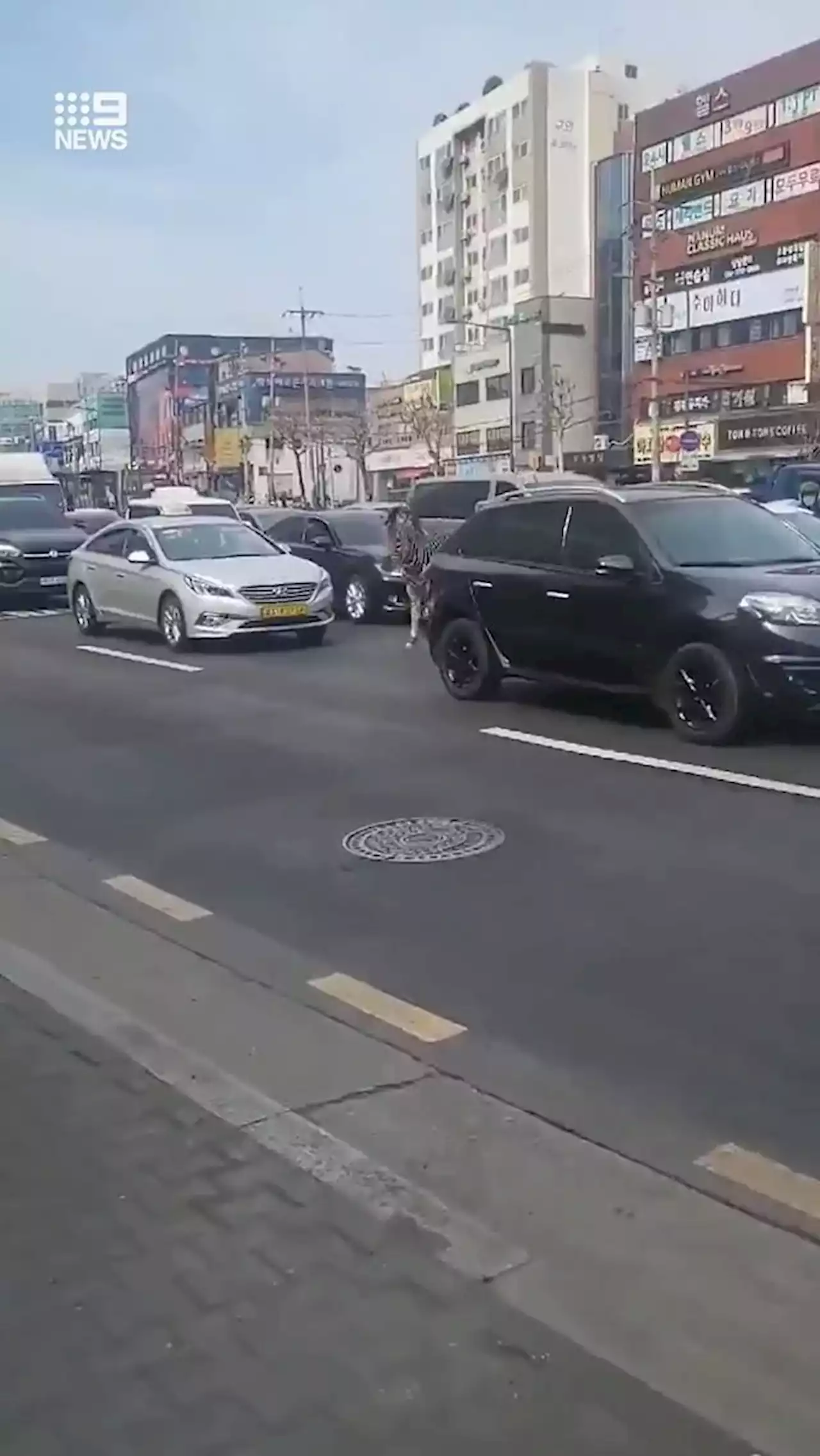 Zebra runs through city streets for hours after escaping from zoo