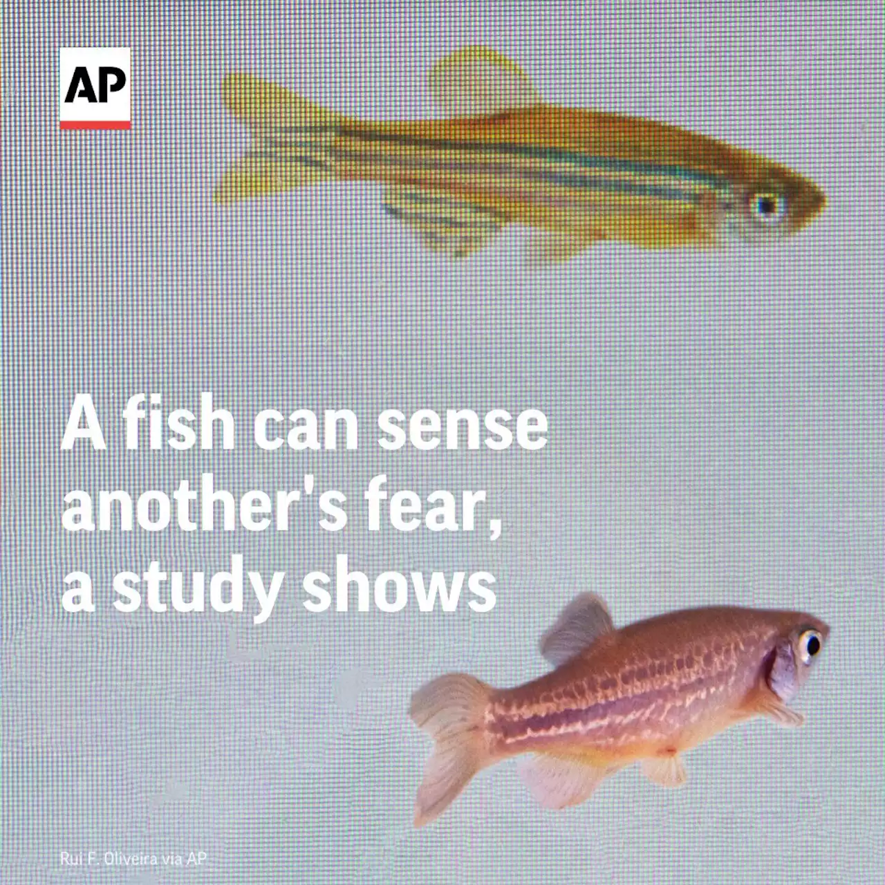 A fish can sense another's fear, a study shows