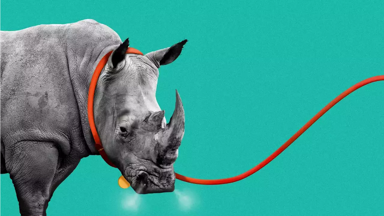 Georgia's exotic animal laws say no-no to rhinos as pets