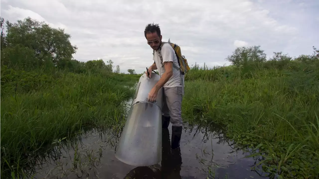 New mosquito species found in Miami-Dade is spreading across Florida