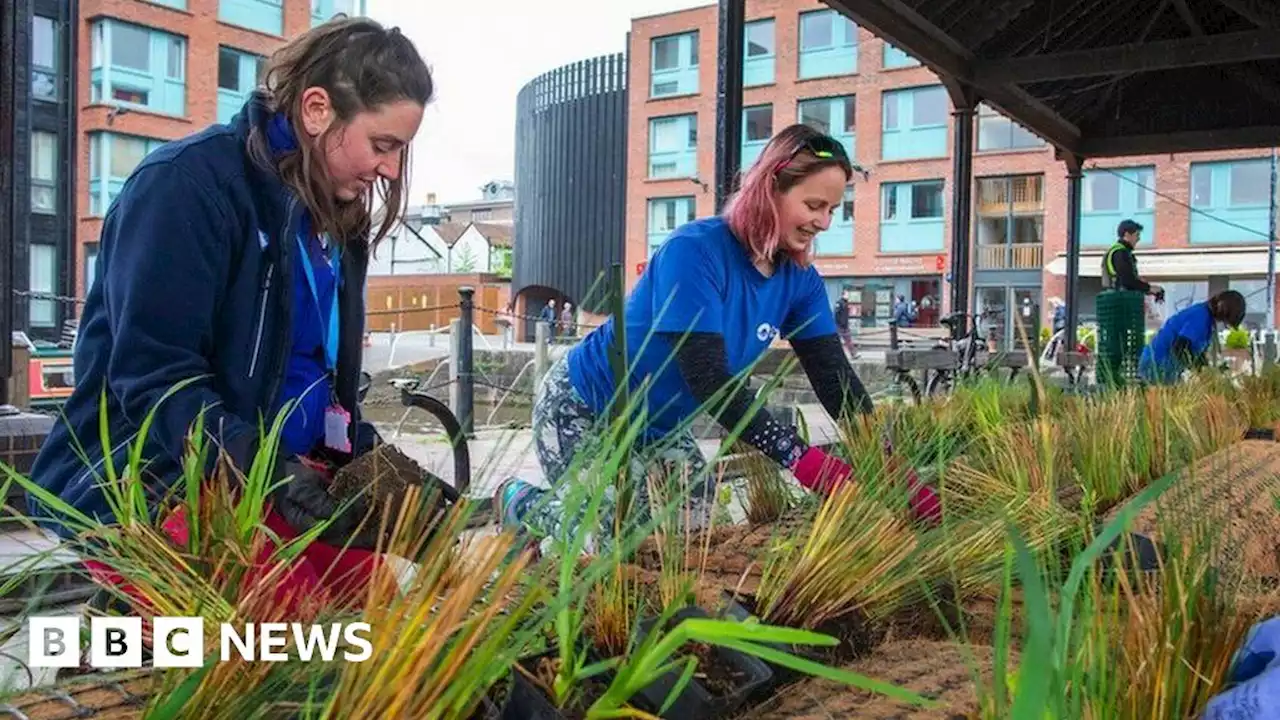 Gloucester Docks reed beds plan to attract wildlife