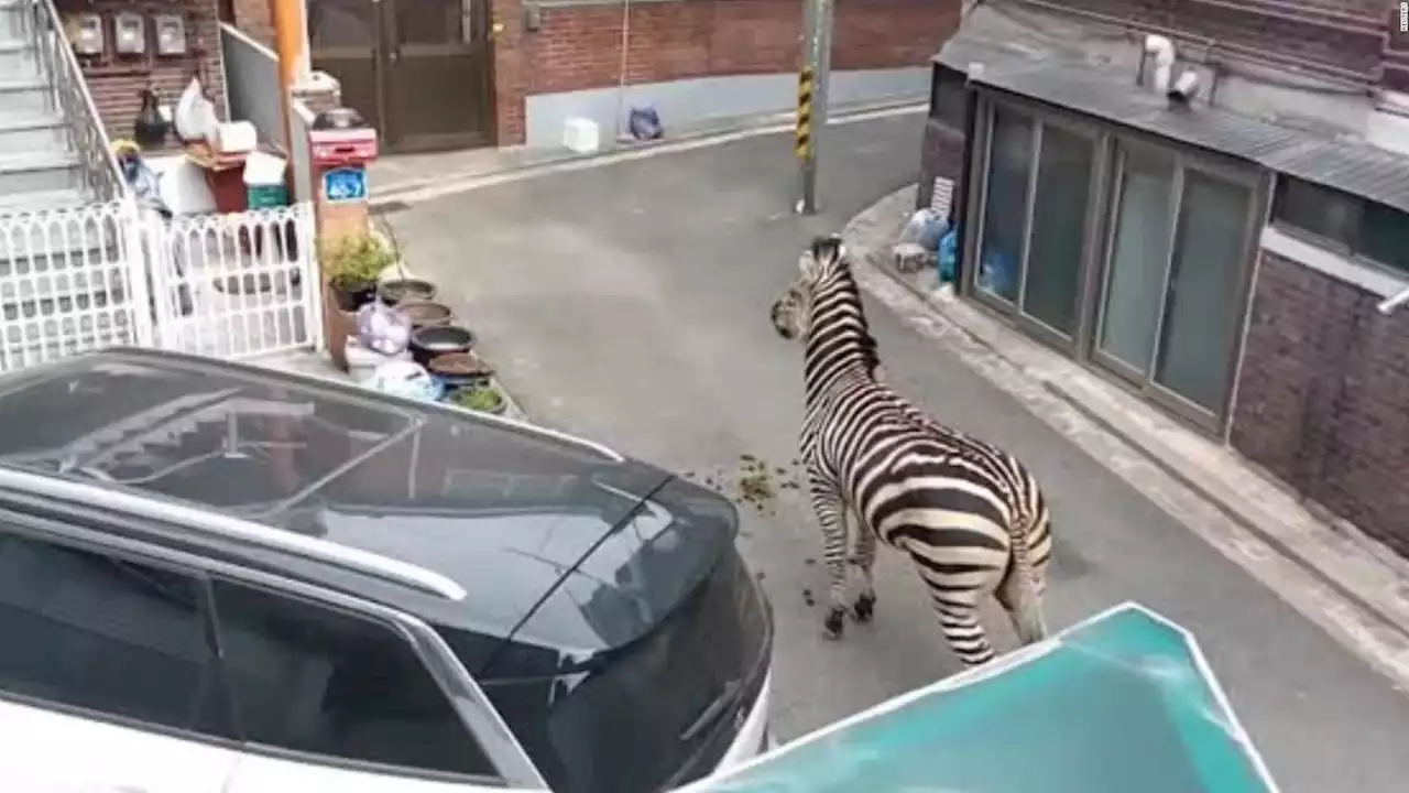 Mira cómo una cebra pasea por las calles de Seúl | Video