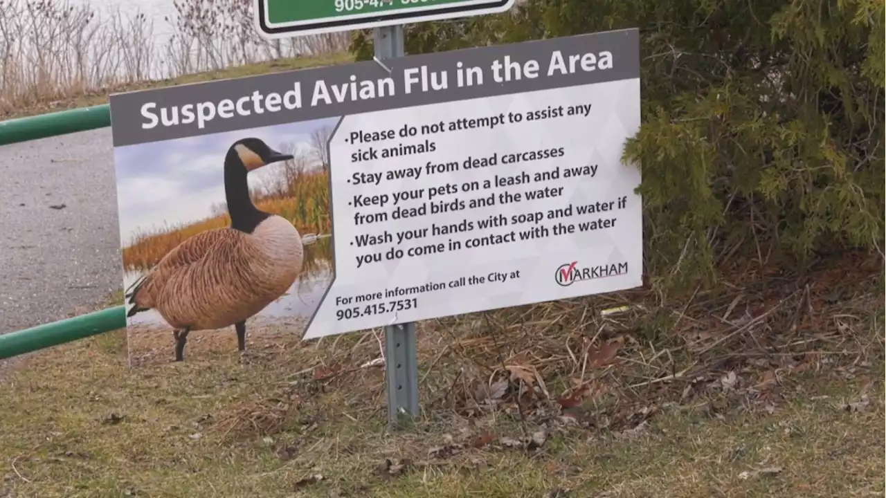 Markham puts up signs after dead geese test positive for avian flu