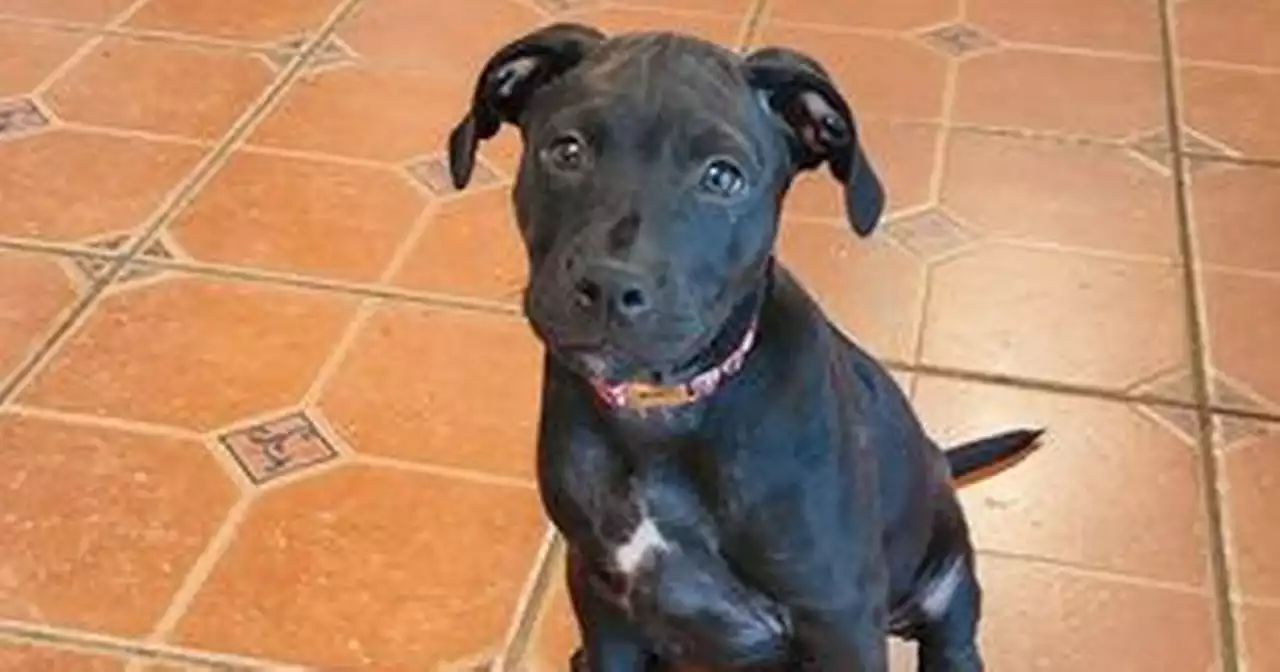 Woman 'tricked into adopting Pitbull' rehomes pup over 'extreme' behaviour fears