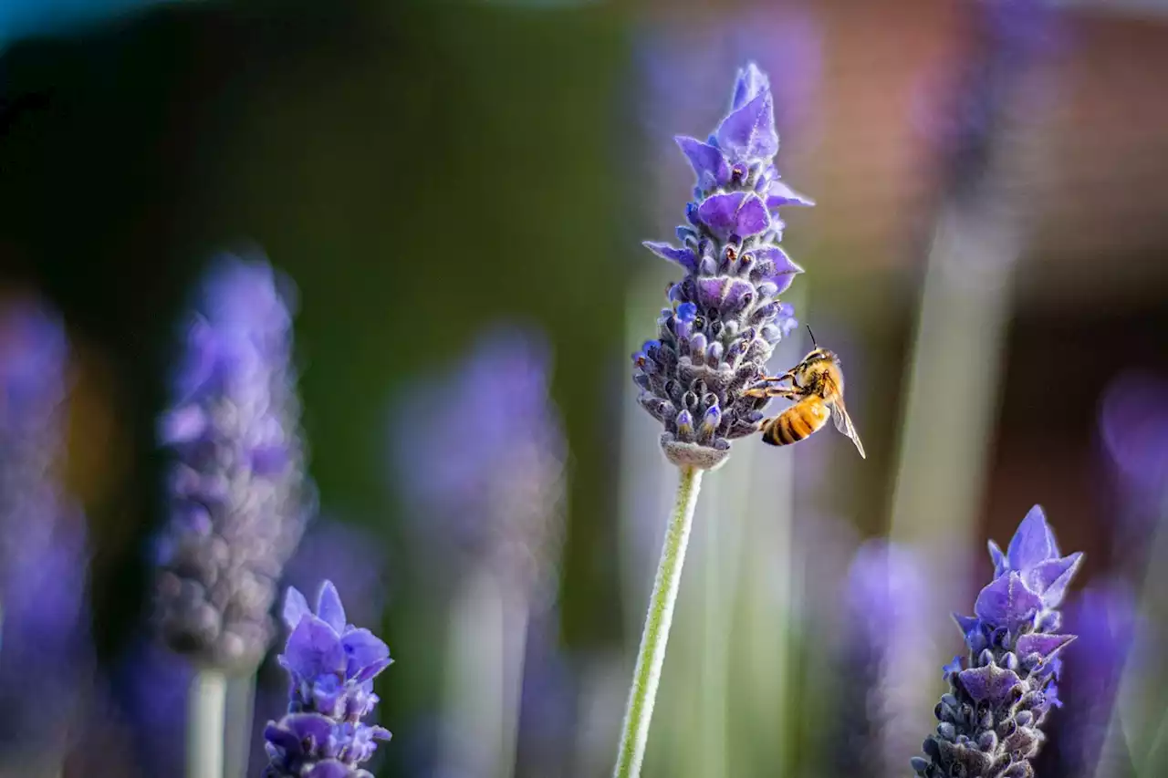 Nature Lovers Rejoice: Texas Bill Aims To Help Save the State's Bees