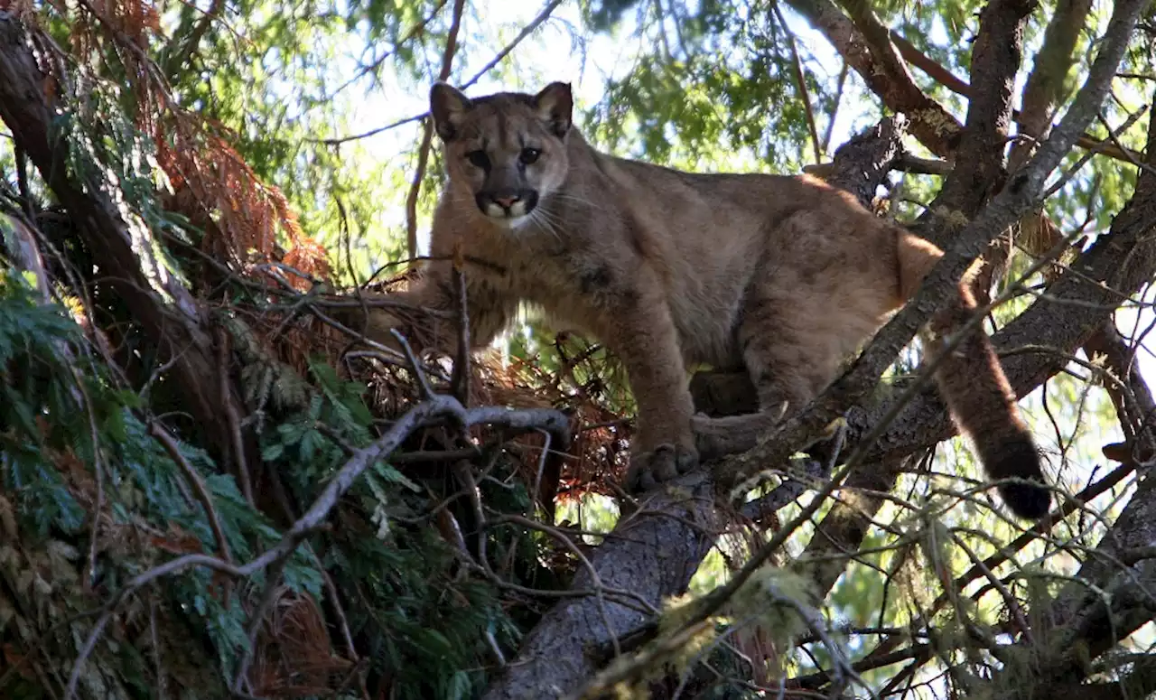 Opinion: “The Hot Tub Mountain Lion” was curious and confused not sinister and stalking