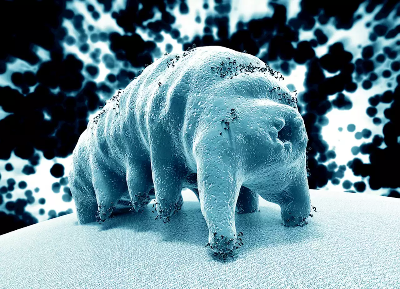 How a Tardigrade 'Micro Animal' Became Quantum Entangled with Superconducting Qubit