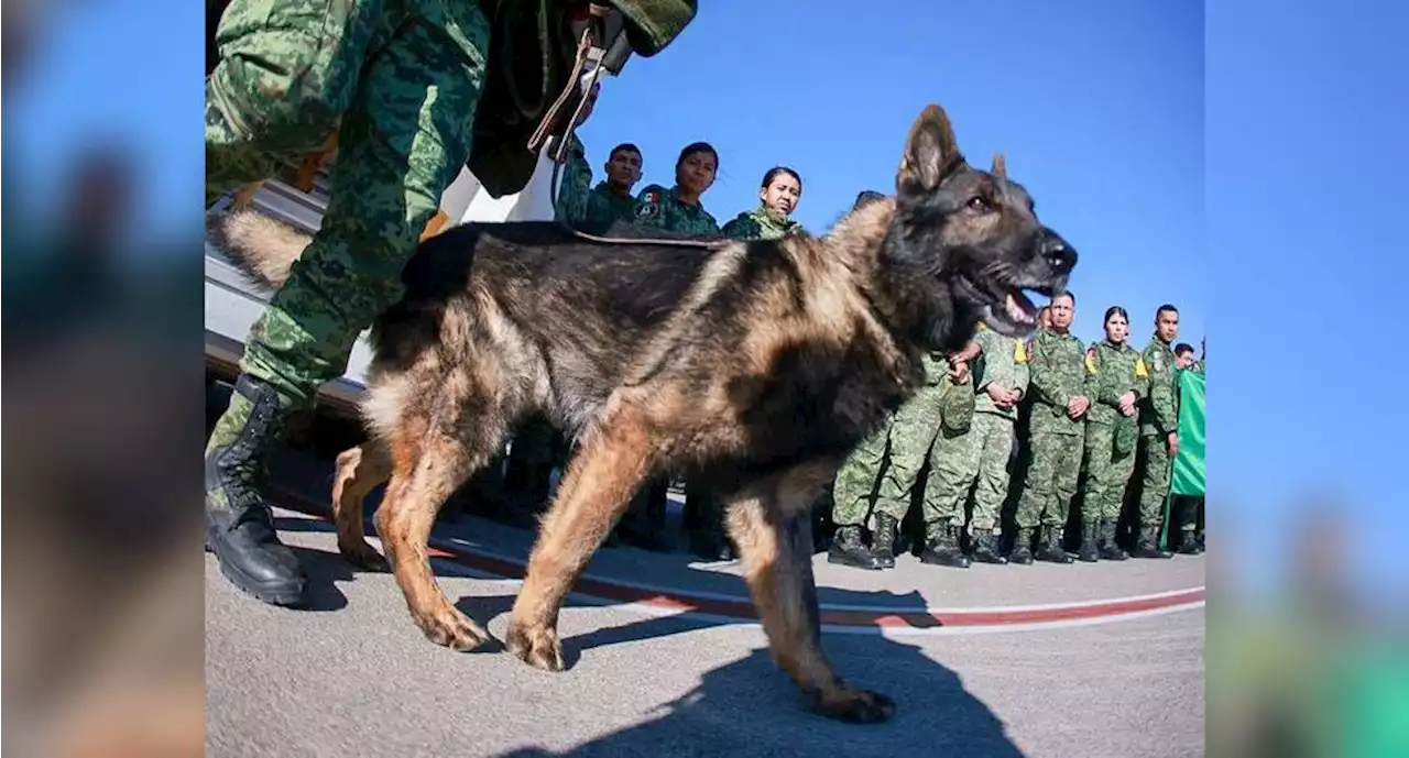 “Timba”, “Rex”, “Barato” y otros lomitos son reconocidos en el Senado tras salvar vidas en Turquía