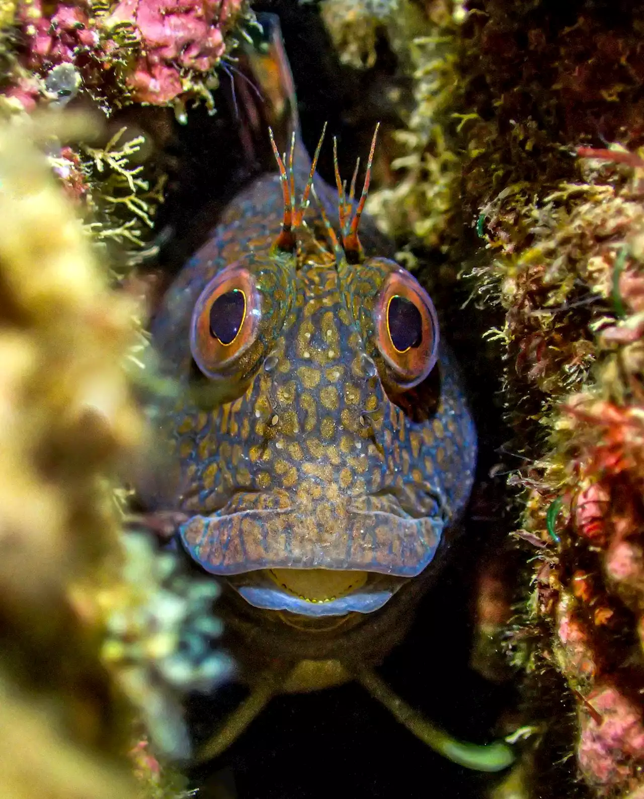 The Best And ‘Scariest’ Undersea Photos: 23 Winners Of Underwater Photographer Of The Year