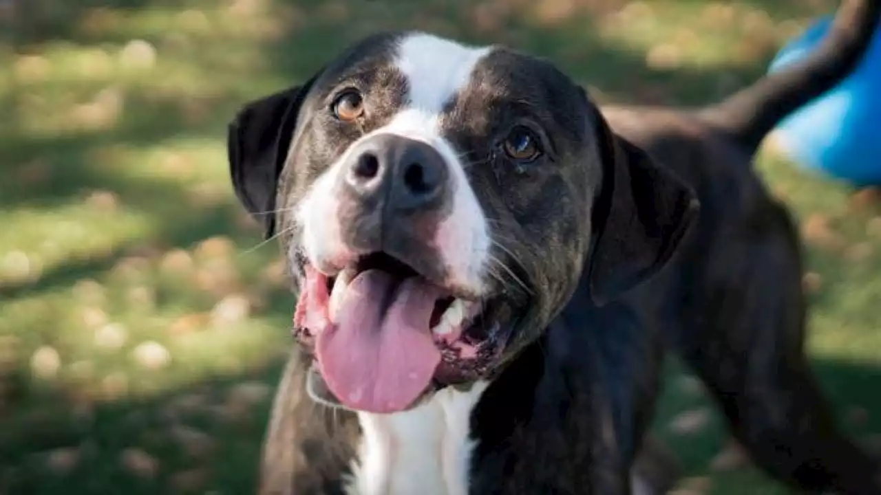 Florida animal shelter holds adoption event for their longest-staying resident: 'playful pup'