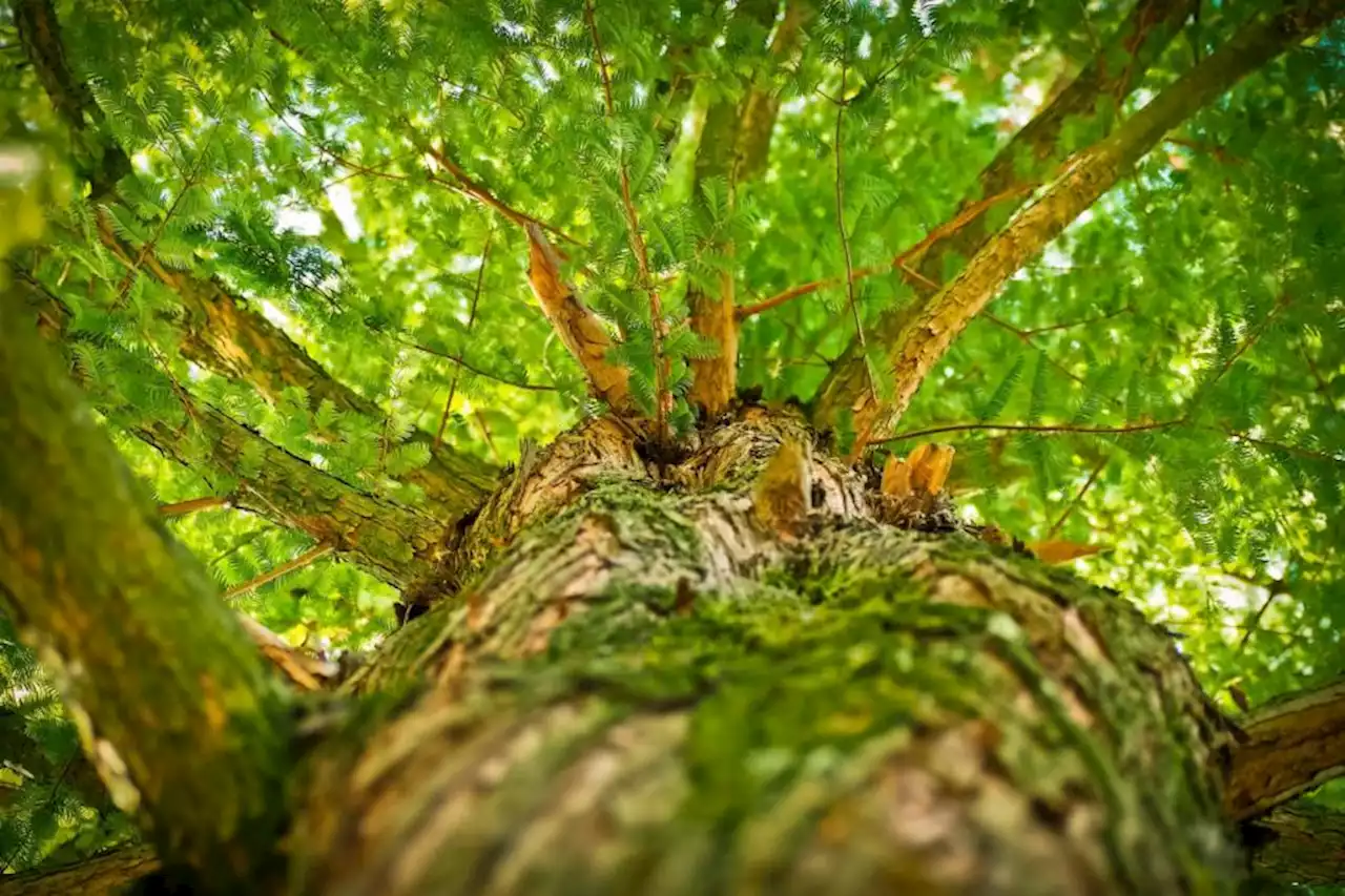 Trees in Glasgow area will not be cut down despite resident complaint