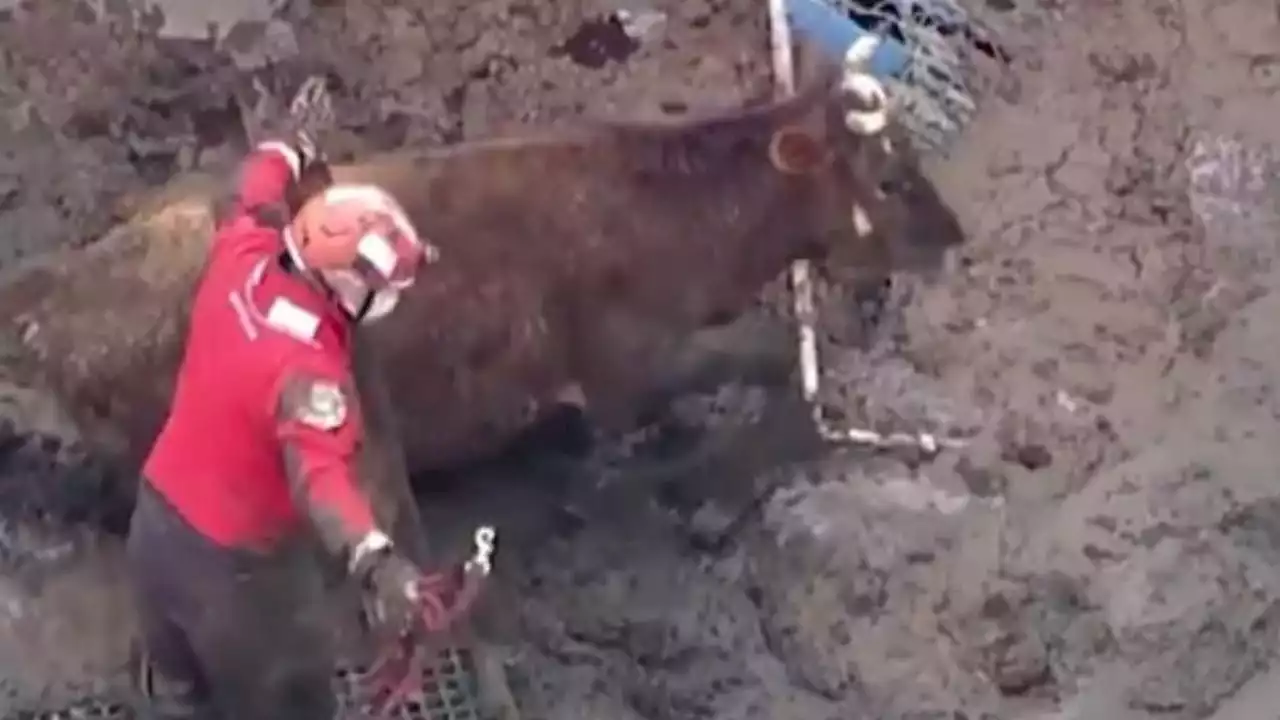 VIDEO | Intensas lluvias dejan atrapadas a vacas en California: bomberos acuden al rescate