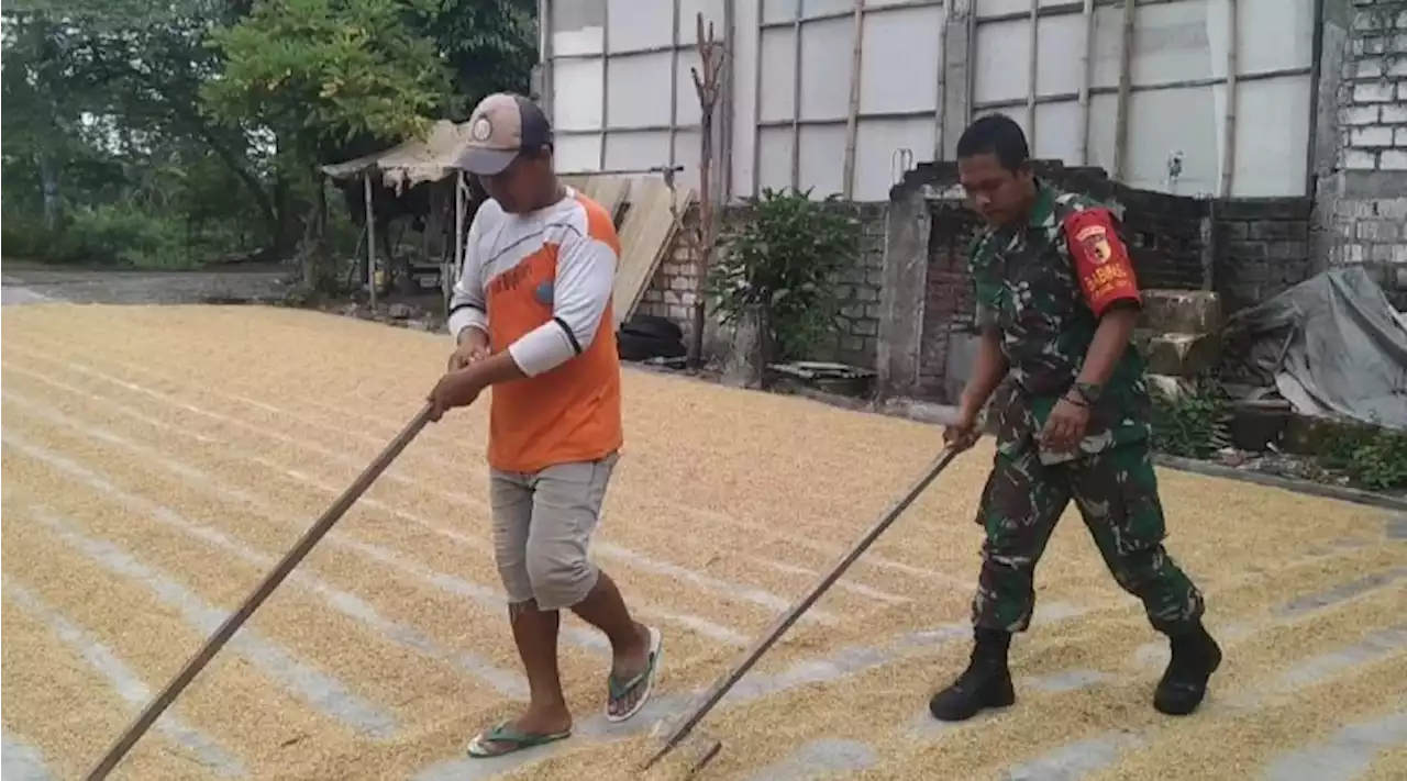 Perkuat Ketahanan Pangan, Babinsa Bantu Petani Jemur Padi