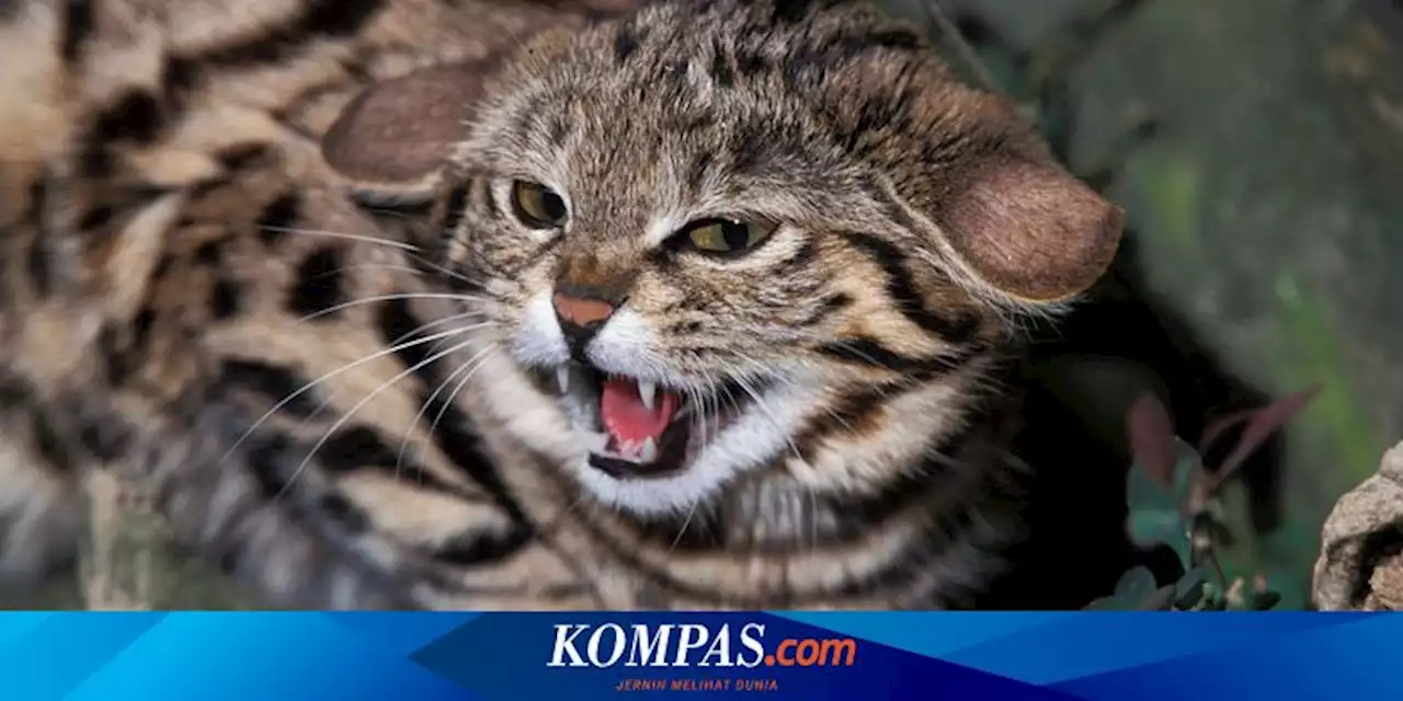 Hati-hati, Ini 5 Kucing Paling Mematikan di Dunia