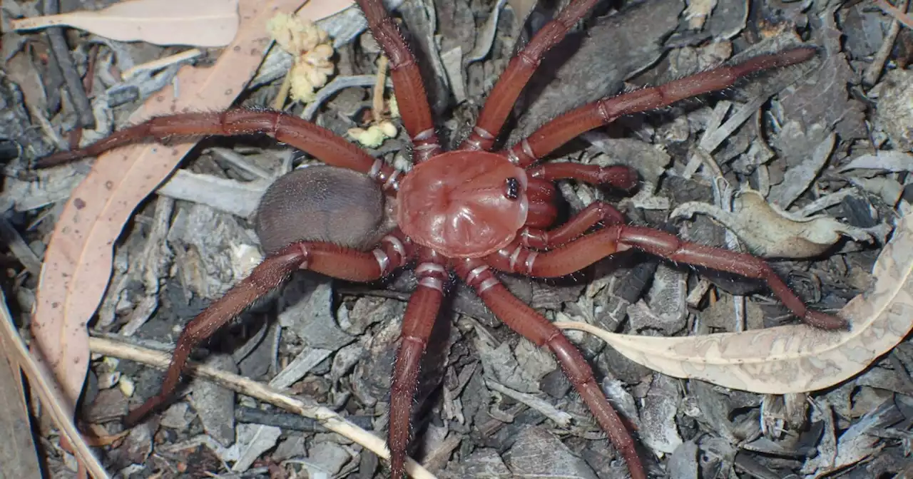 A giant trapdoor spider was discovered in Australia