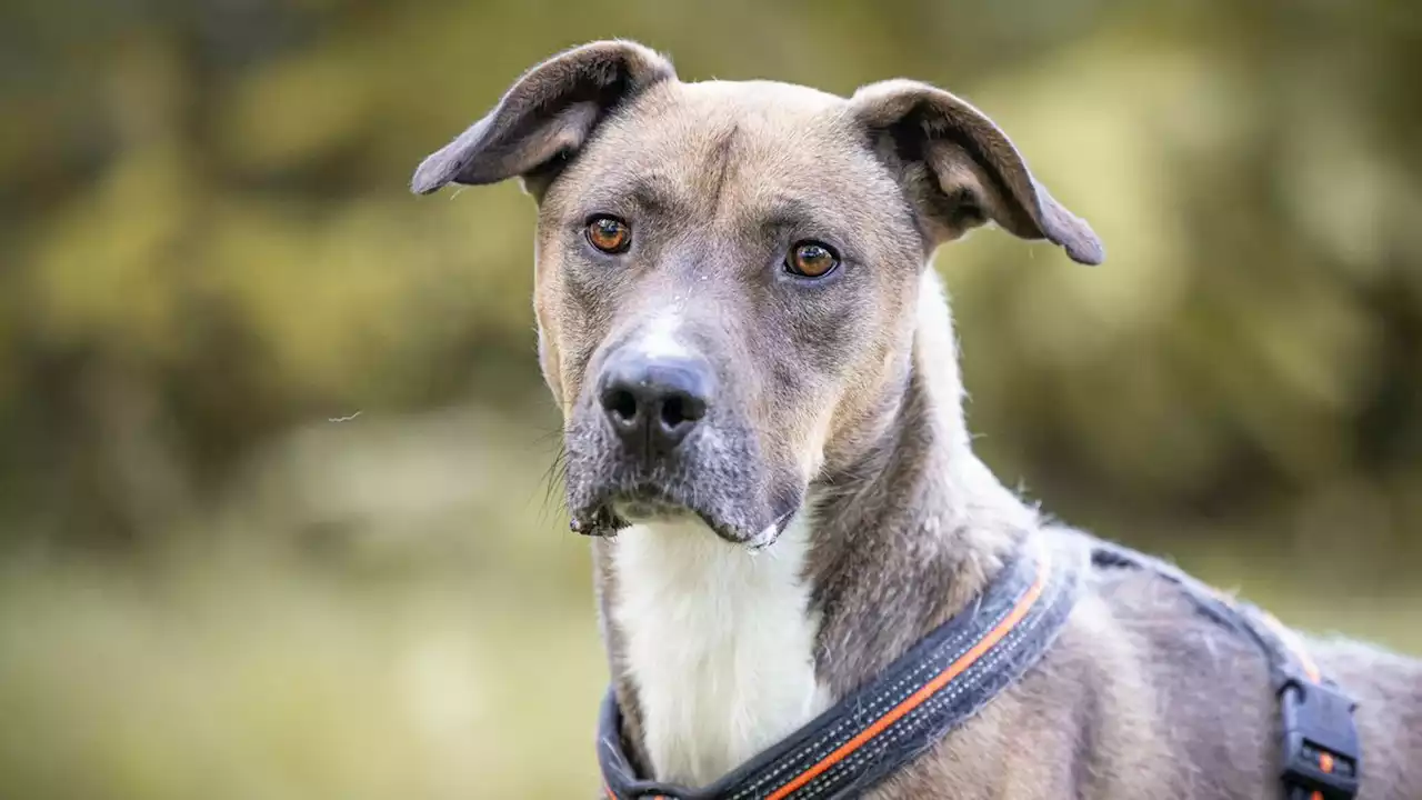 Tiere auf der Suche nach einem Zuhause