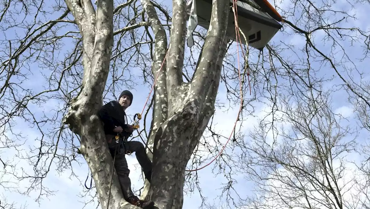 Abattage d'arbres de l'A69 : une association écologiste déboutée