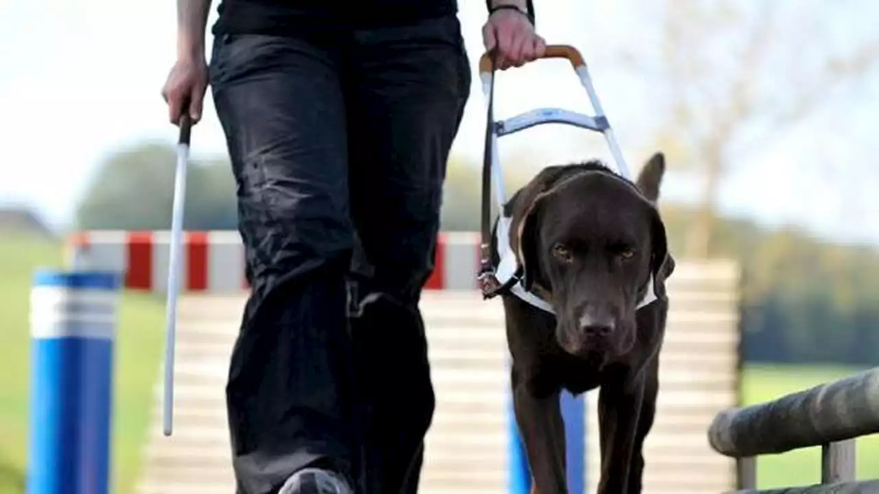 Bologna, niente cane guida nel condominio: ragazza non vedente sfrattata