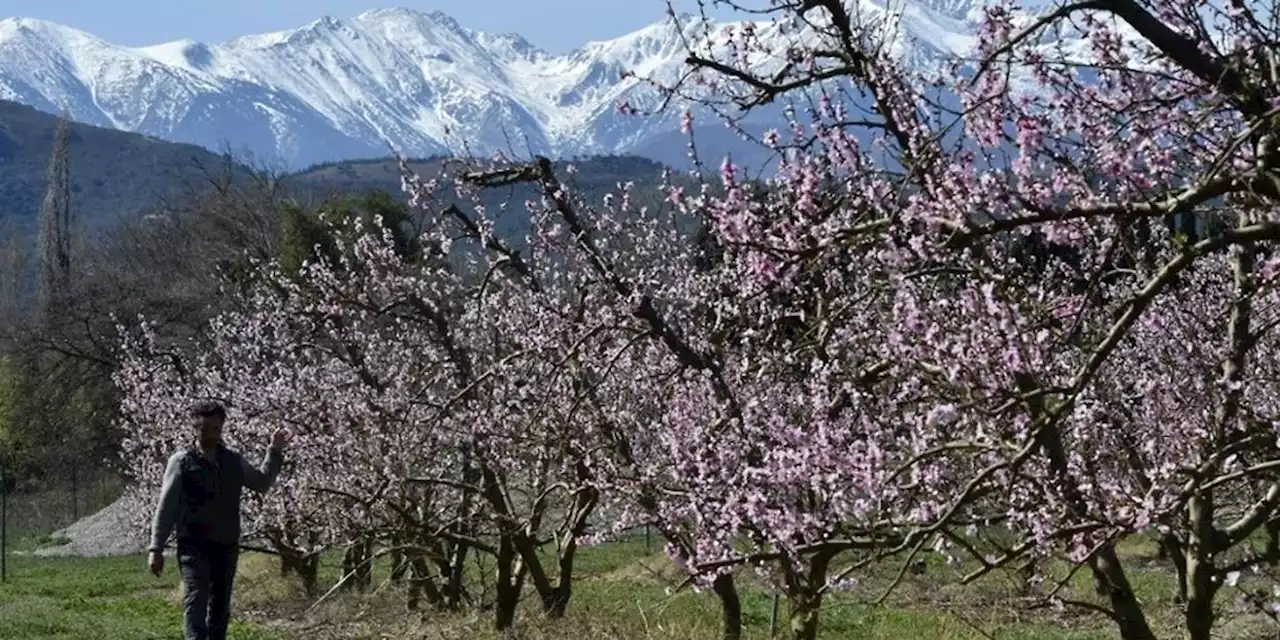 Angoisse d'un printemps à sec pour les agriculteurs des Pyrénées-Orientales