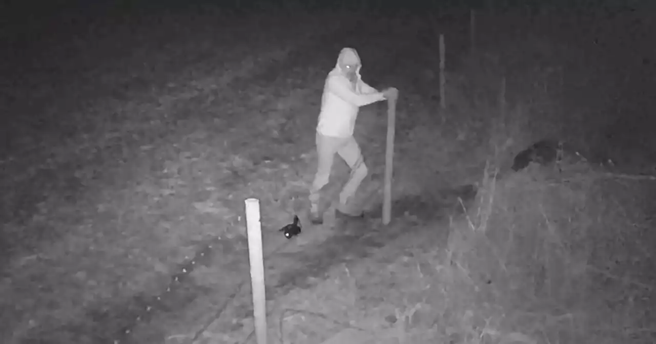 Police release CCTV of man they'd like to speak to after farm fence 'uprooted'