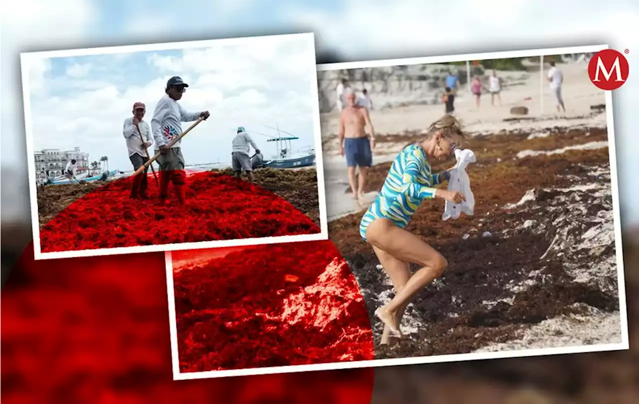 Sargazo en Quintana Roo. Cuándo termina recale a playas de Cancún