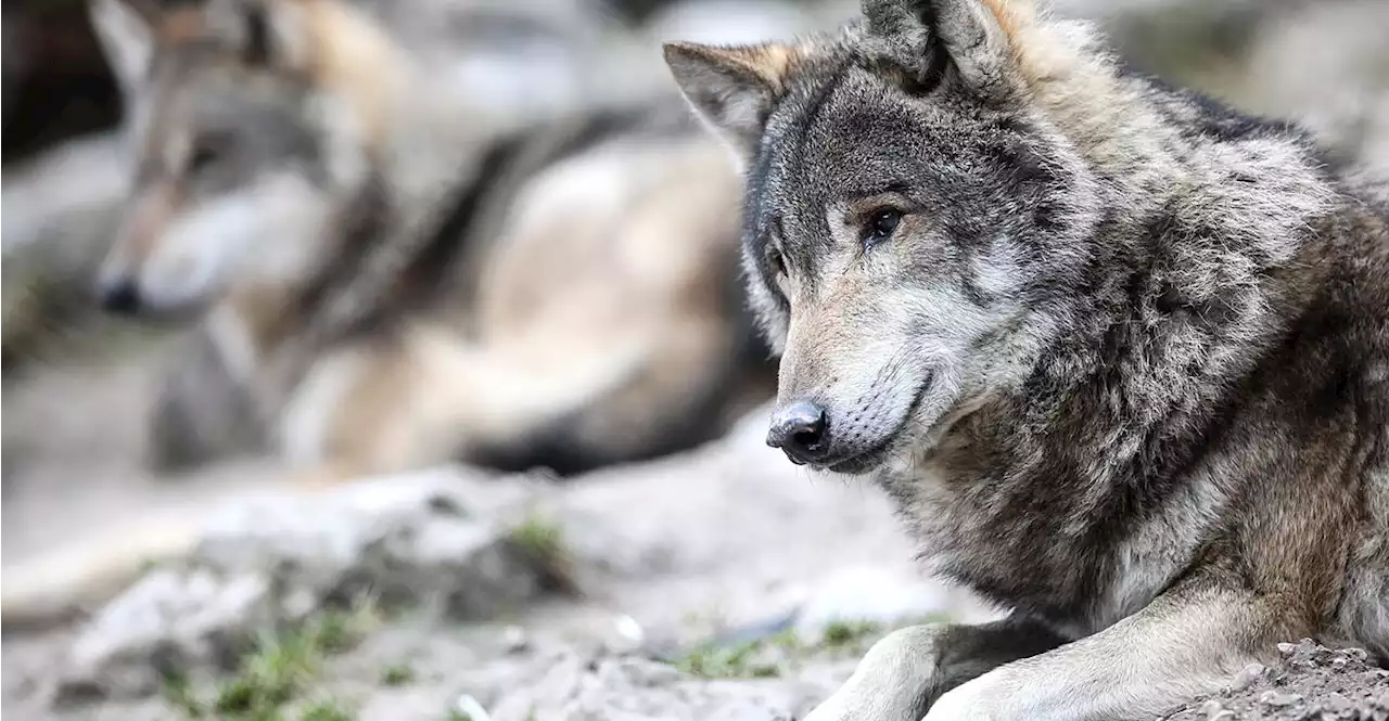 Land Oberösterreich fördert Schutz vor Wolfsangriffen