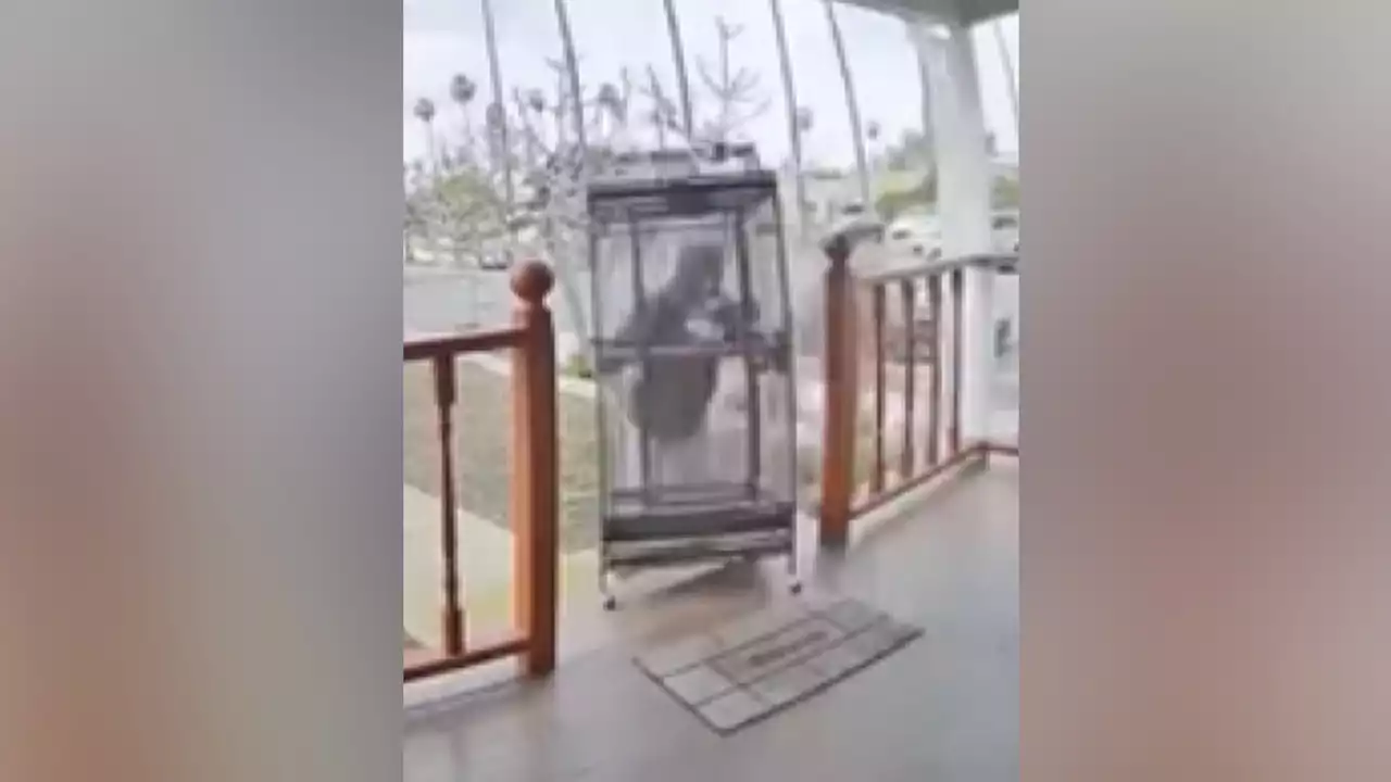 Watch: Thieves Swipe $2,500 Parrot From Porch of Santa Ana Home