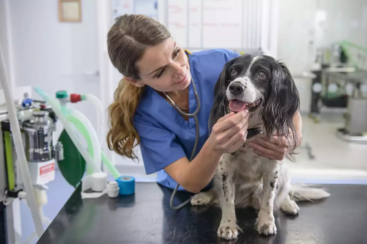 Chewy and Petco Earnings Make It Clear: Pet Health Care Is Their Future