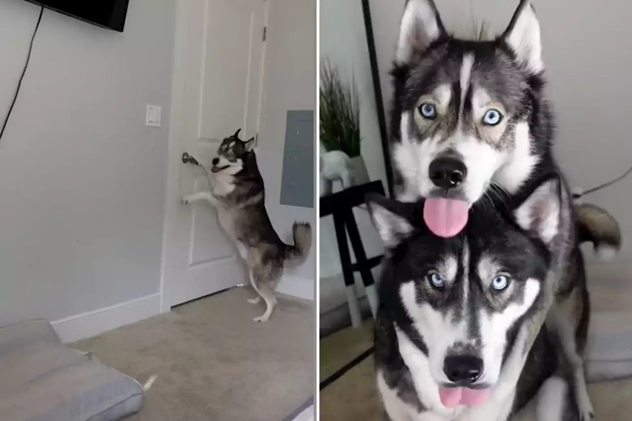 Jaws drop as husky showcases impressive door-closing skills: 'Amazing'