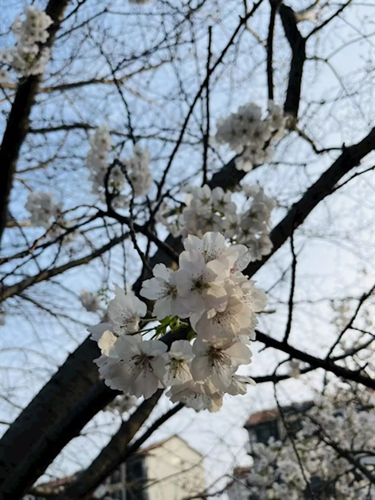 봄이 오는 순서에는 다 이유가 있거늘