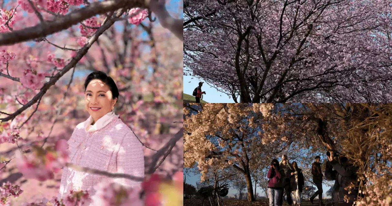 IN PHOTOS: Cherry blossoms in Japan and elsewhere