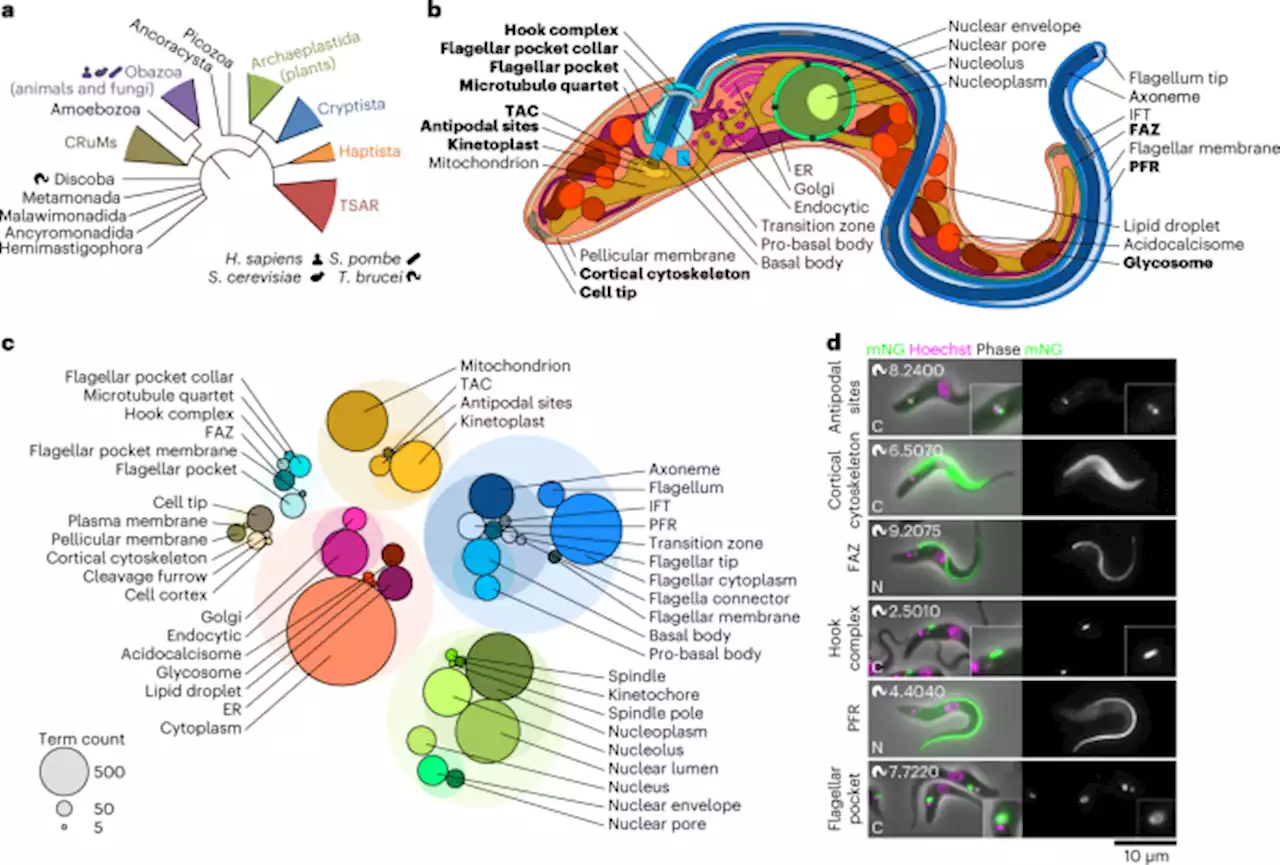 Genome-wide subcellular protein map for the flagellate parasite Trypanosoma brucei - Nature Microbiology