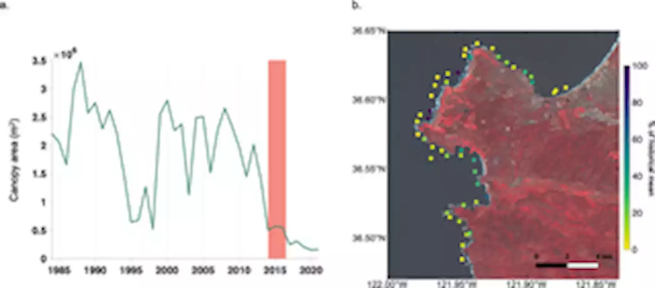 Kelpwatch: A new visualization and analysis tool to explore kelp canopy dynamics reveals variable response to and recovery from marine heatwaves