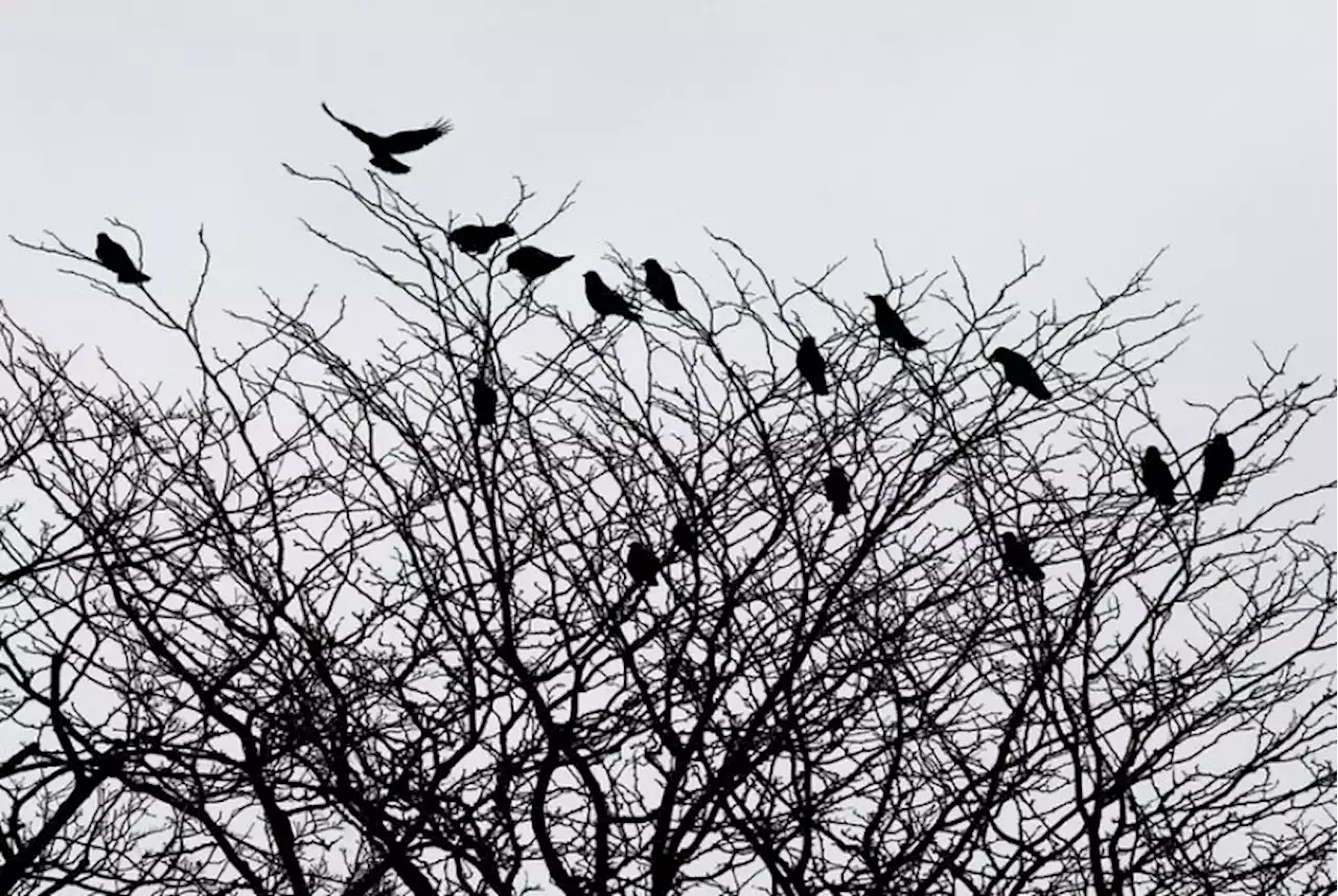 Polisi Gagalkan Penyelundupan Burung Gagak Hitam untuk Ritual Mistik |Republika Online