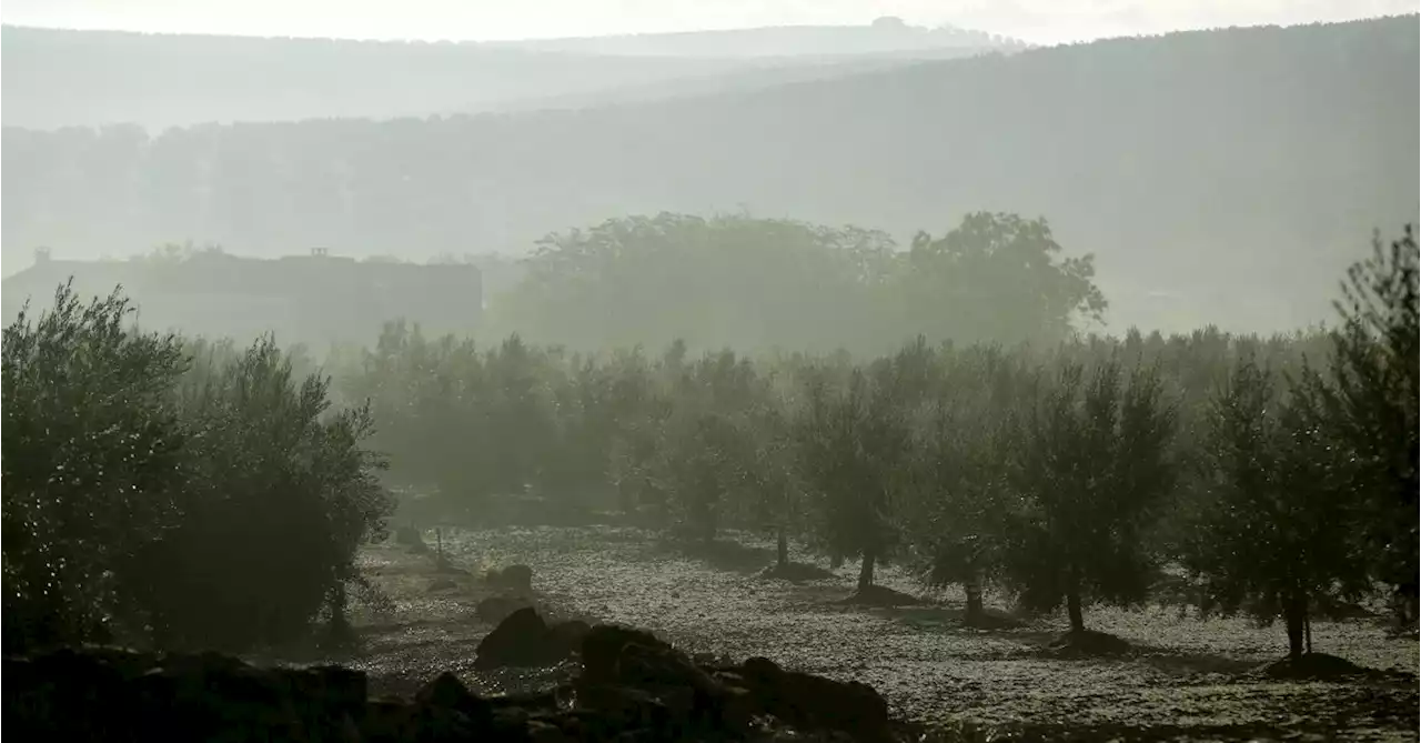 Spain's drought devastates olive oil output, drives world prices up