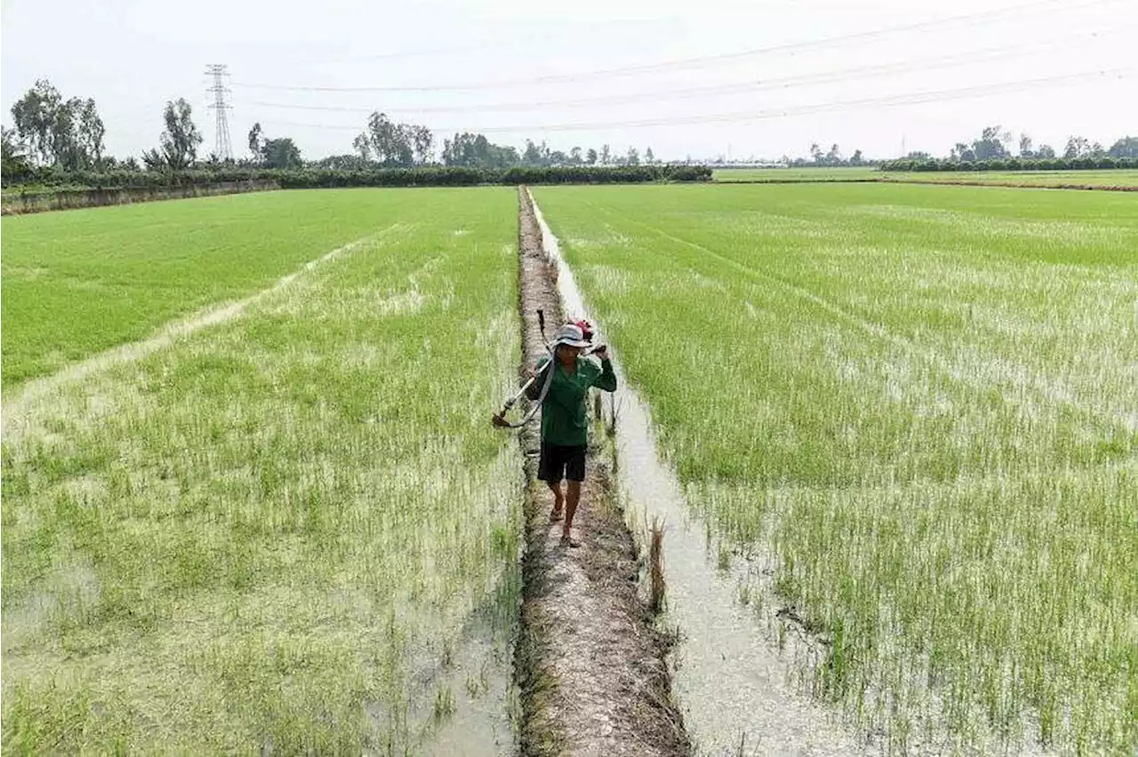 How Vietnam is trying to stop rice warming the planet