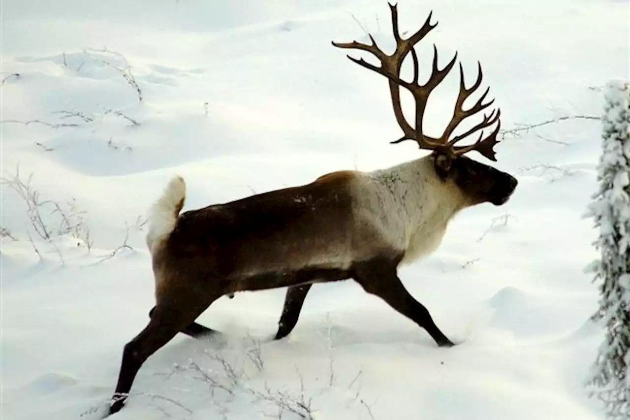 Federal caribou protection order could bring ‘devastation’ to region’s forestry sector