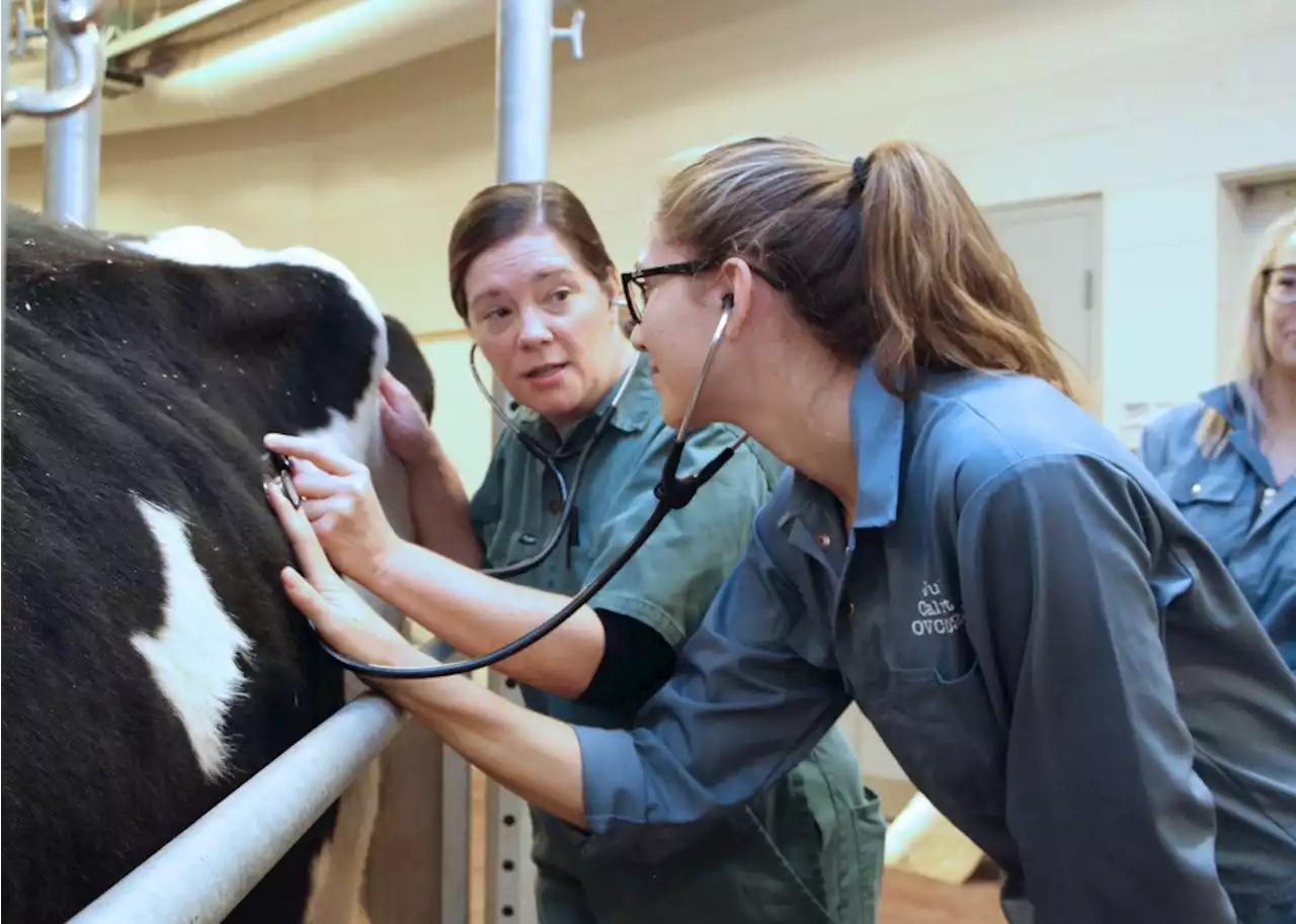 Provincial budget paves the way for university veterinary program