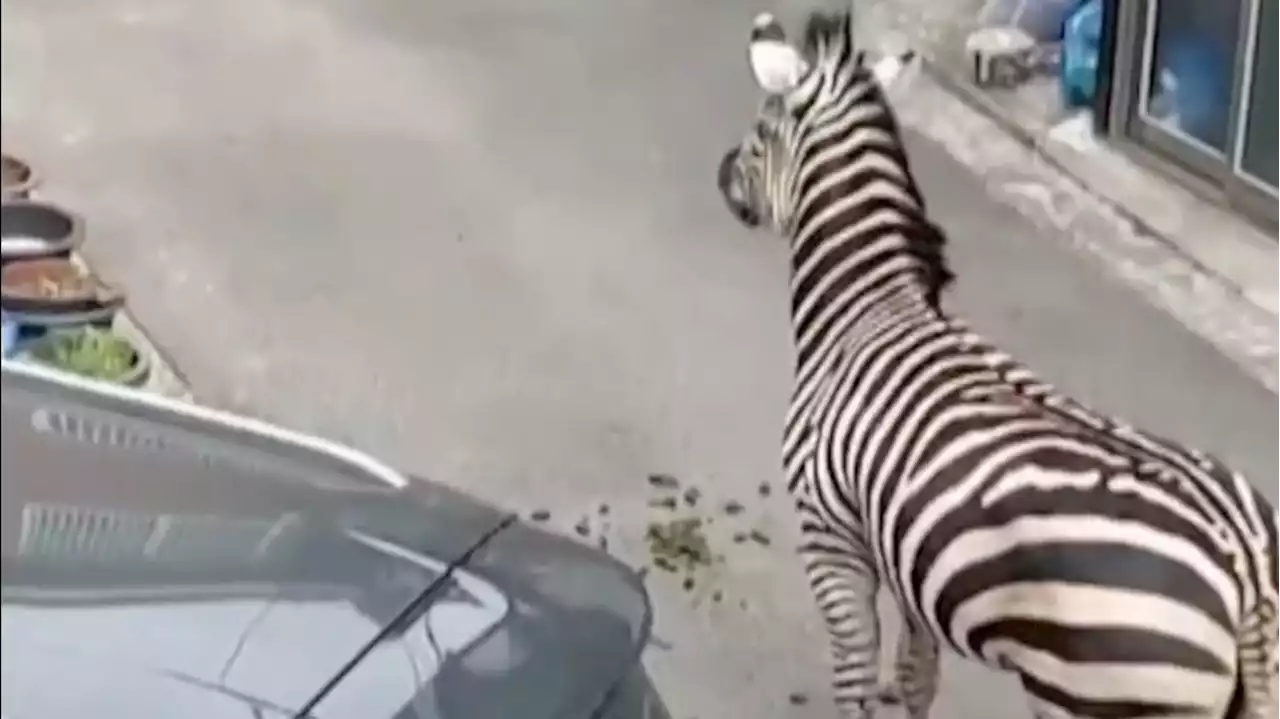 Heartbroken Zebra Makes Daring Zoo Escape