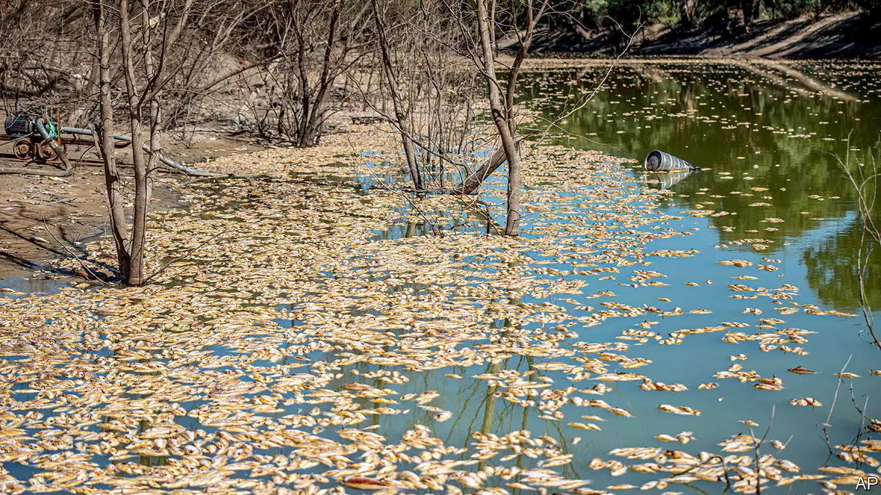 Millions of dead fish are washing up in Australia