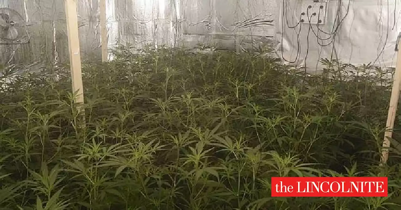 Five cannabis grows uncovered by police in Lincoln