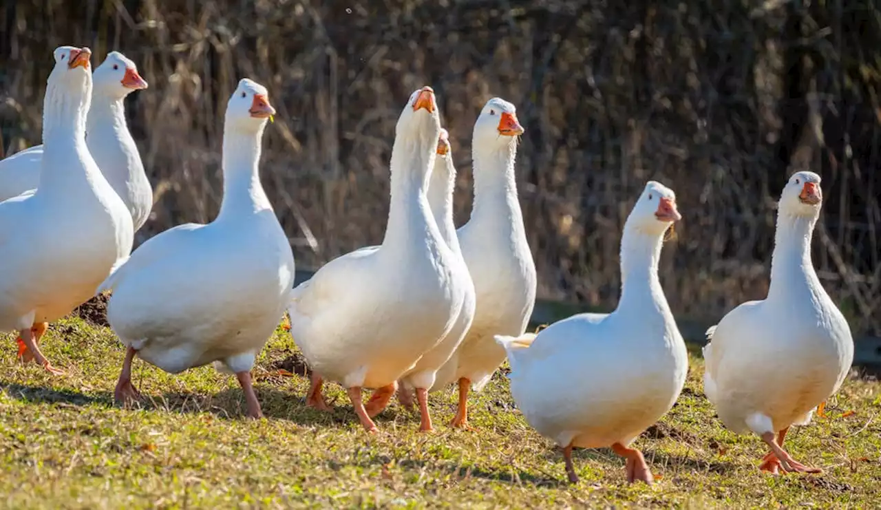 CISA's Untitled Goose Tool alerts Microsoft cloud users