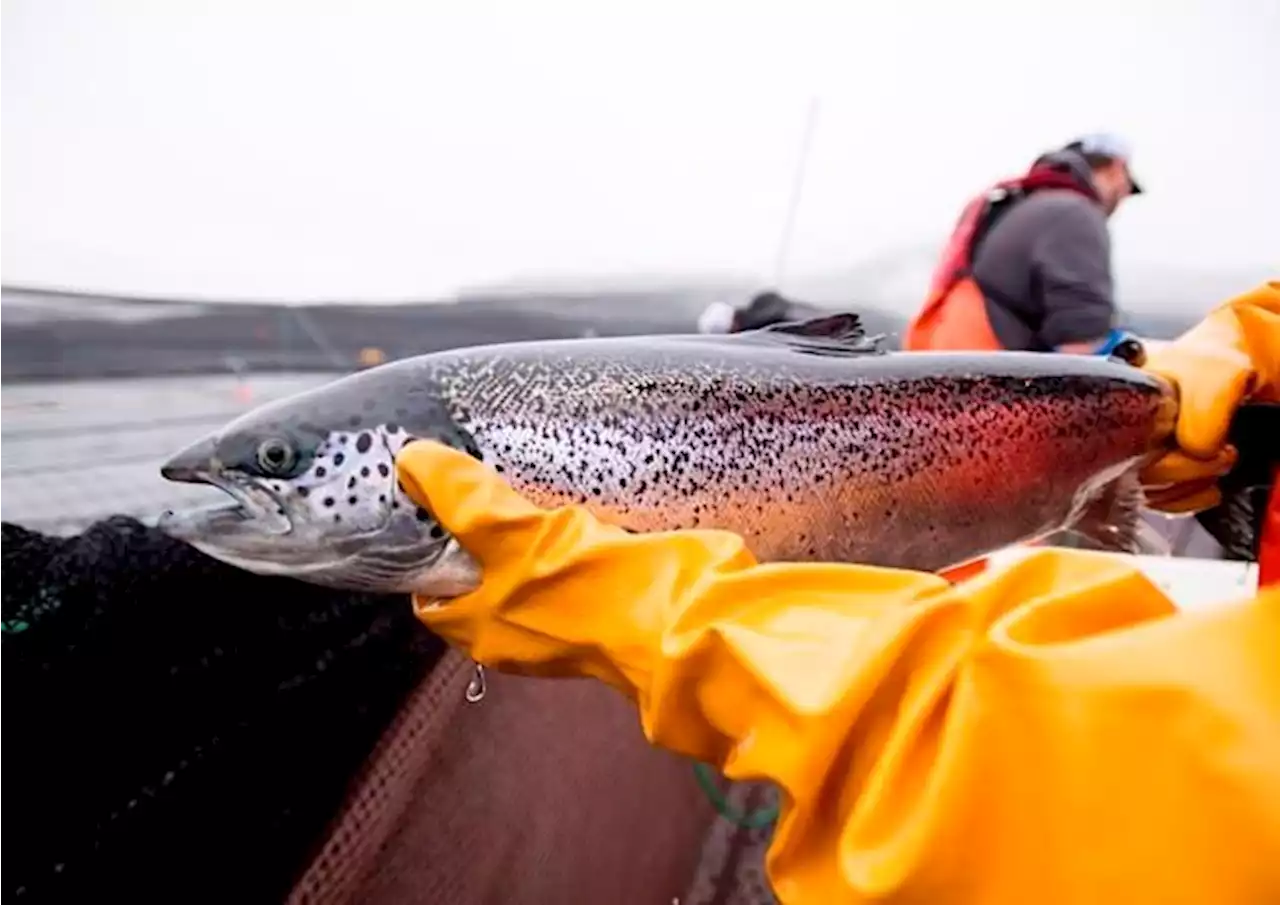 B.C. salmon farm closure decision was necessary, says DFO amid court challenges