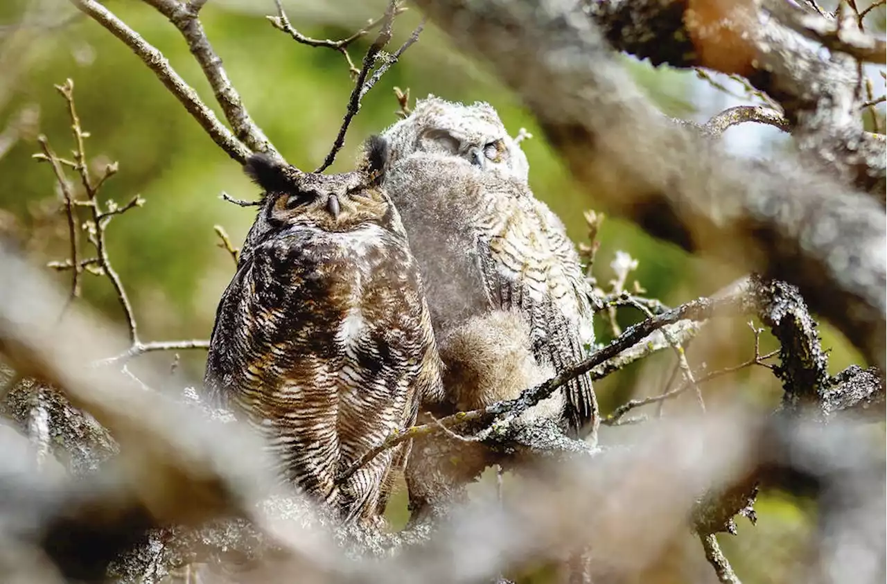 Crowds flock to Beacon Hill Park as young owls learn to fly