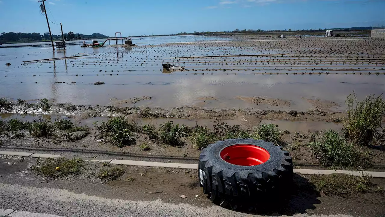 California's relentless rains impact farm workers, strawberry prices