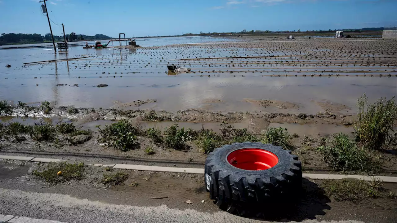 California’s relentless rains impact farmworkers, strawberry prices